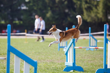 Funny dog jumping over hurdle in agility competition