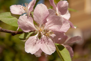 Floral summer background, soft focus. Blooming appletree. Blurred background.