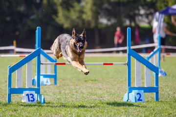 German shepherd dog jumping over hurdle in agility competition