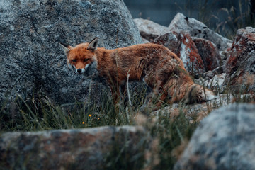 Der Fuchs auf dem Brocken im Harz