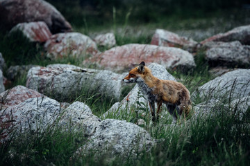 Brockenfuchs in freier Wildbahn