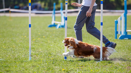 Cavalier king charles spaniel at the slalom in agility competition.