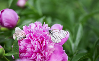 Butterflies and peony