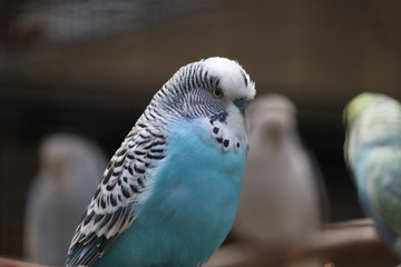 blue budgie with black dot