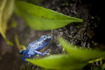 Grenouille azur