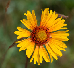 Gaillardia flower