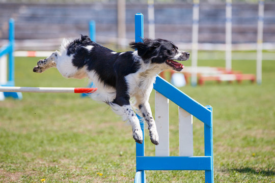 Brittany Dog jumping over hurdle in agility competition. Close up image