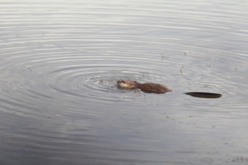 The young ondatra who is floating away and creates waves ...