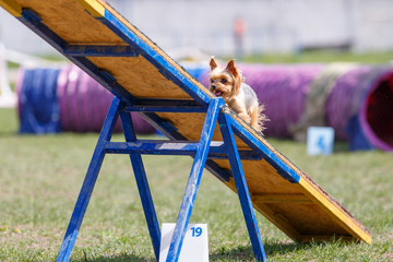 Tiny yorkshire terrier walking on the seesaw obstacle in agility competition