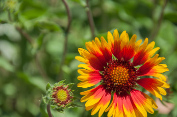 bright summer flower on a green background