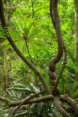 Rainforest in colombia