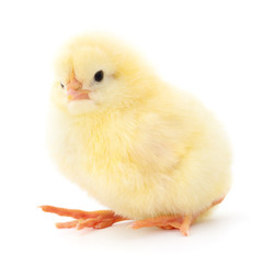 Obraz premium Small yellow chicken.