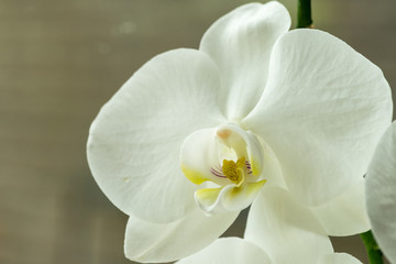 head of a white orchid flower close up