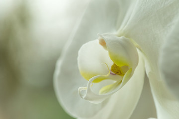 head of a white orchid flower close up