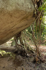 Rainforest in colombia