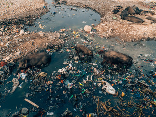 Pigs swimming inside a lake full of waste