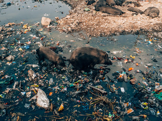 Pigs swimming inside a lake full of waste