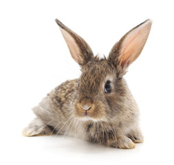 Grey baby rabbit.