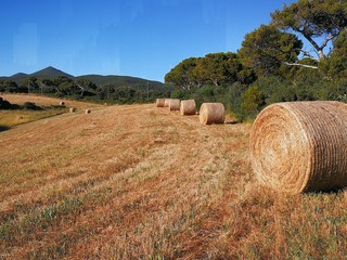 Fieno tagliato nell'entroterra di Livorno