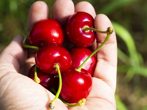 a handful of cherries