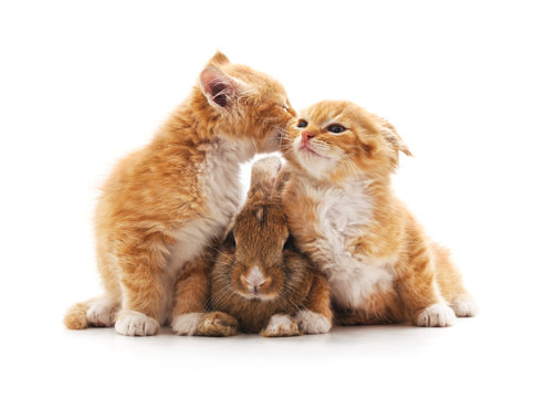 Red kittens and bunny.
