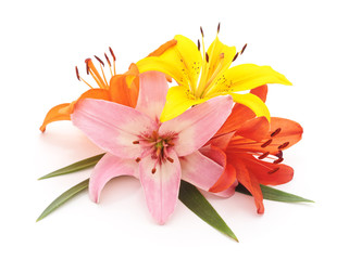 Fototapeta na wymiar Bouquet of beauty lilies.