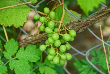 green berries of grapes on a branch of a bush in the garden