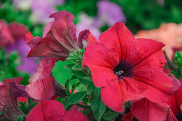 red petunia flowers