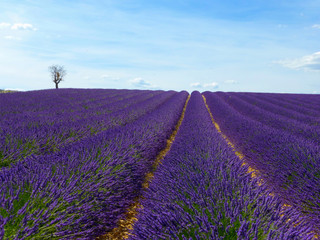 Obraz na płótnie Canvas CLOSE UP: Endless lines of blooming lavender in sunny France