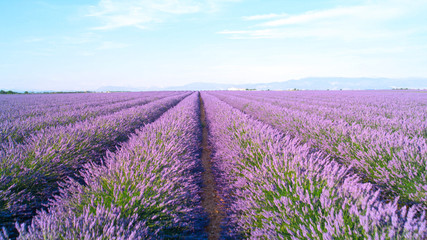 Fototapeta na wymiar CLOSE UP: Endless lines of blooming lavender in sunny France