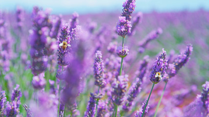 CLOSE UP: Bees collecting honey in field of blooming lavender