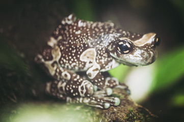 Grenouille Rainette de Guyane