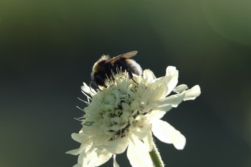 Hummel auf weißer Blüte - Stockfoto