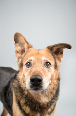 Black and Brown Mixed Breed Senior Dog 