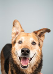 Fototapeta premium Black and Brown Mixed Breed Senior Dog 