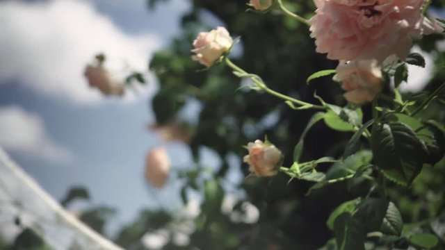 Flowering bushes in the rose garden, Botanical garden