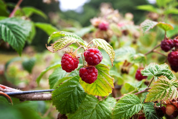 On the Farm:  Trio of berries clearly ready to be picked!