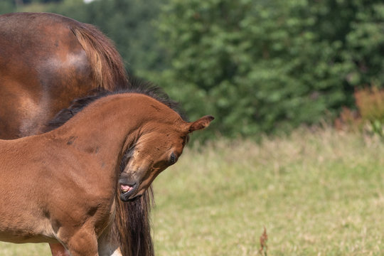 Fohlen juckt sich an der Brust mit den Z&auml;hnen