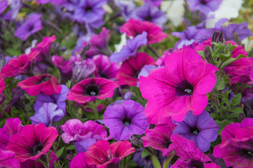 colorful pink and purple garden flowers petunia