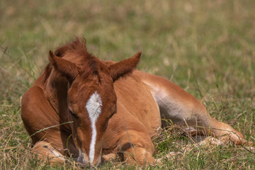 Fohlen grast im Liegen