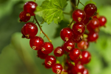Red currant Bush with berries