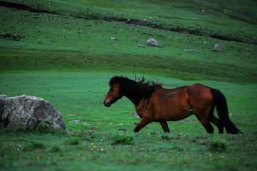 CABALLOS VACAS Y MONTA&Ntilde;AS