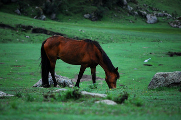 CABALLOS VACAS Y MONTA&Ntilde;AS