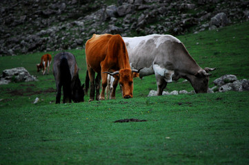 CABALLOS VACAS Y MONTAÑAS