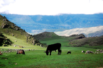 CABALLOS VACAS Y MONTA&Ntilde;AS