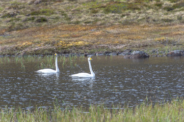 .swans on the lake in the tundra
