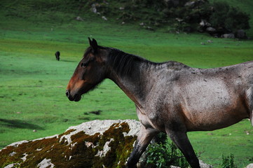 caballo