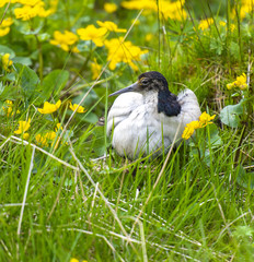 portrait of a male ruff (Calidris pugnax),Tromso,Norway