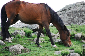 caballo