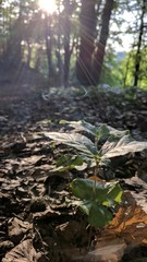 morning in the forest